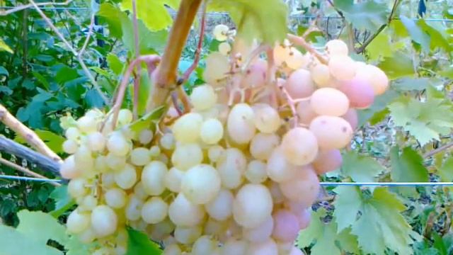 Виноград Тасон в Средней полосе. смотреть онлайн