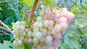 Виноград Тасон в Средней полосе.