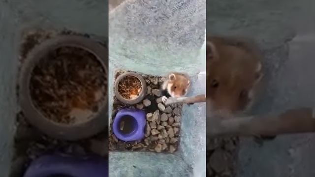 дикий хомяк смотреть онлайн