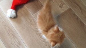 Котята.Самое милое видео с котятами для детей
