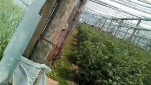 Томат. Мей Шуай 2022. Что-то пошло не так!