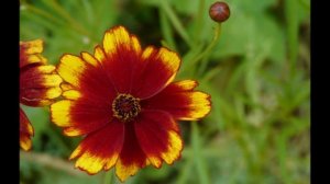 Il Giardino della Rosa di Ronzone