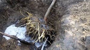Пересадка взрослого большого дерева