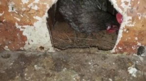 как я приучил кур нестись в гнездах с яйцезборником