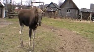 Лось ручной