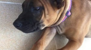 A New Life Begins for 3 Thai Ridgeback Puppies!