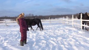 Кобыла ожеребилась зимой. Что делать?