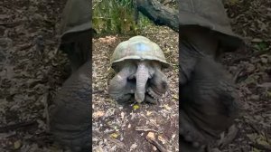 Спаривание черепах бывает крайне редко