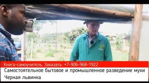 Это очень хорошо для цыплят-однодневок, рыбы и поросят-отъёмышей. Разведение мухи Черная львинка