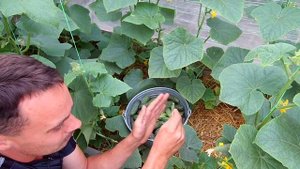 Выращивание огурцов / Как получать большой урожай огурцов круглый год