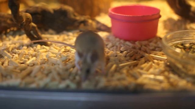 Иглистая мышь, Сад тропический бабочек, Краснодар 15 июля 2015 смотреть онлайн