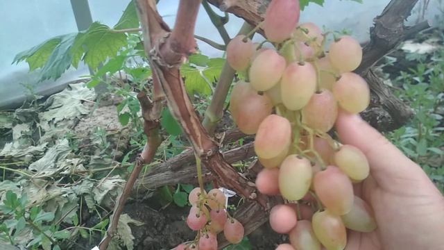 Басанти, кратко о форме винограда. смотреть онлайн