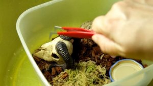 СКОРПИОН ПОСЛЕ ЛИНЬКИ ? ТРИ НЕДЕЛИ СПУСТЯ? ( Heterometrus petersi или Азиатский черный скорпион )