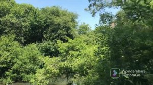 Лесная тропинка / Лепота Приморского края / Пение птиц / Река Раковка / Уссурийск