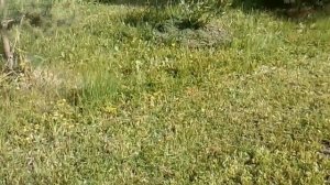 Самоходная газонокосилка CHAMPION LM4626 два года после покупки