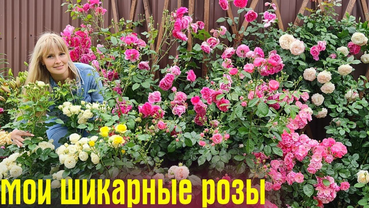 САМЫЕ КРАСИВЫЕ розы и ЭФФЕКТНЫЕ однолетники, которые ЦВЕТУТ ВСЁ ЛЕТО