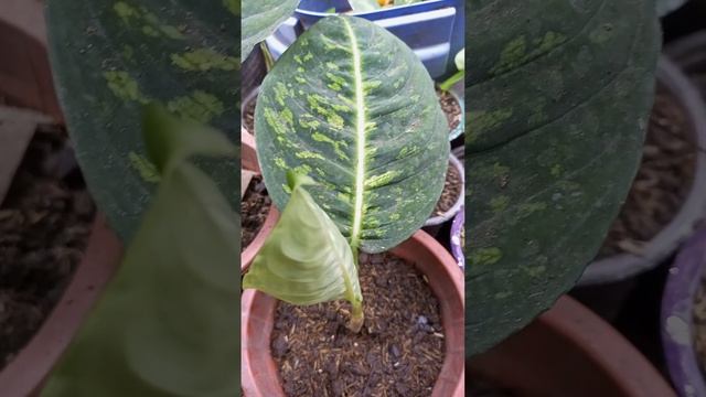 dieffenbachia reflector смотреть онлайн