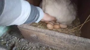 РАЗВЕЛИ НА ЯЙЦА!! МОЖНО ЛИ САДИТЬ НА ЯЙЦА КВОЧЕК ОСЕНЬЮ? КОГДА Я ПЕРЕСТАЮ ПОДСЫПАТЬ СВОИХ НАСЕДОК