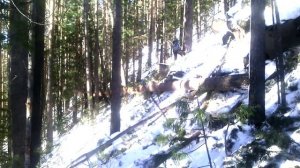 Валка леса на косогоре жесть а не работа