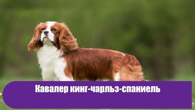 12 самых тихих пород собак, которые практически не лают