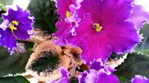 Midnight Frolic фиалка с ОЧЕНЬ КРУПНЫМИ цветами. Коллекция Елены Свирской. Санкт-Петербург.