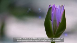 Цветы лотоса на воде озера и дождя