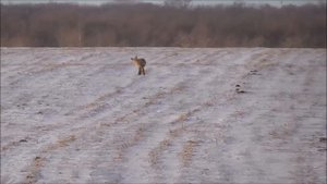 Очередная охота на лисиц. Санитарный отстрел, такую лису мы еще не видели....18+