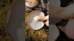 Гриб в апреле      Polyporus Ciliatus он же Трутовик реснитчатый