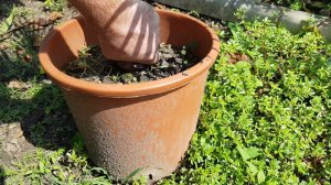 Пальма. Вашингтония нитеносная. #Анапа #ландшафтныеидеи #экзотические растения