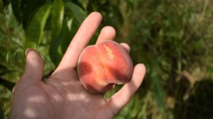 Персик Шугар Тайм (спелый) - 2 июля - Агро Сад