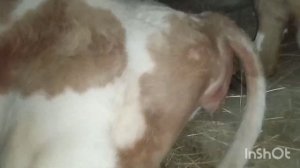 ОТЕЛ КОРОВЫ ?