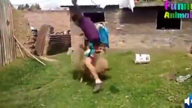 прикольные видео про животных смотреть онлайн