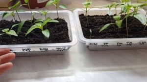 Перец не всходит, кто виноват и что делать? //Почему не всходит перец?//Рассада перцев