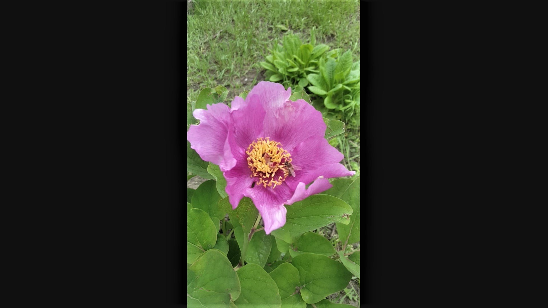 Вот такая Весна в Краснодарском крае смотреть онлайн