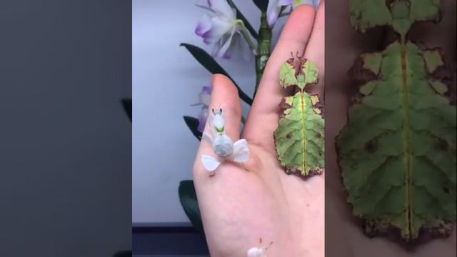 Insects that look like leaves