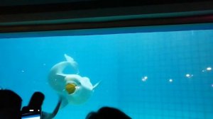 Белуха Понка. Открытая тренировка. Москвариум.