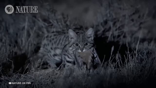 Самые Редкие Породы Животных в Мире смотреть онлайн