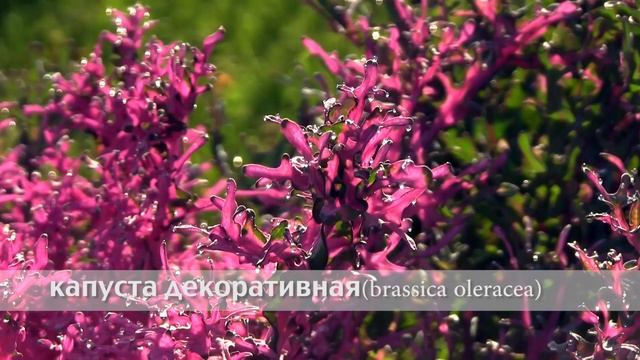 капуста декоративная смотреть онлайн