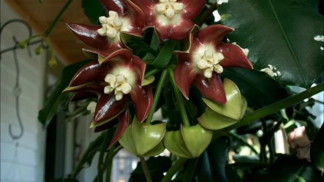 Just the Flowers Ma'am Hoya imperialis смотреть онлайн