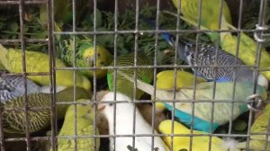 Кормление волнистых попугаев люцеркой и хлебом #попугаи #Семикаракорск