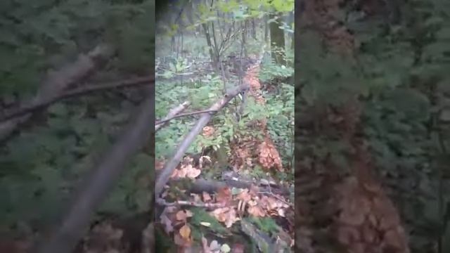 Нереально грибное место! Грибники в восторге...))) смотреть до конца. смотреть онлайн