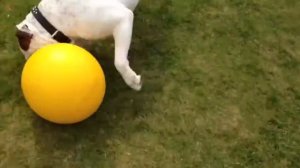 American Bulldog / Американский бульдог / Старый сельский бульдог / Староанглийский белый бульдог