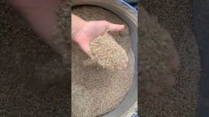 Кормление наших коз и коров.