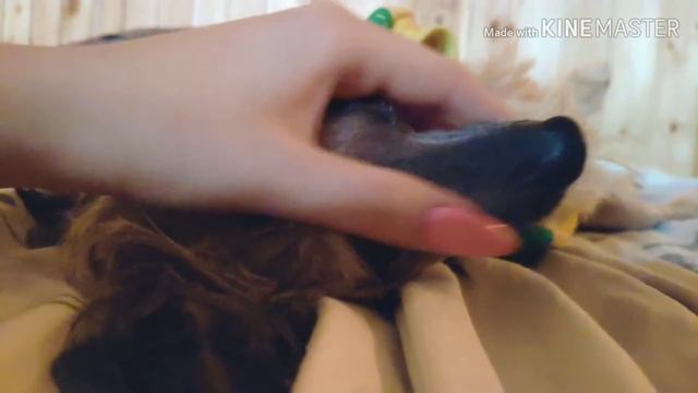 Вся правда о Китайской Хохлатой собаке смотреть онлайн