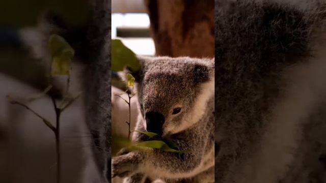 Cute koala!! Милая коала!! #Shorts смотреть онлайн