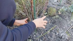 Укрытие роз  на зиму на юге.