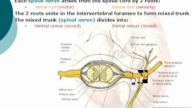 11  Spinal Nerves   Neuroanatomy - Dr Ahmed Kamal