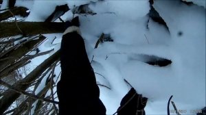 Охота без ружья