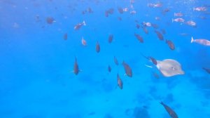 Free Diving with Sharks and Rays, Maldives 2023