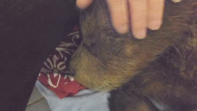 Прижался к ноге и делает вид, что спит смотреть онлайн